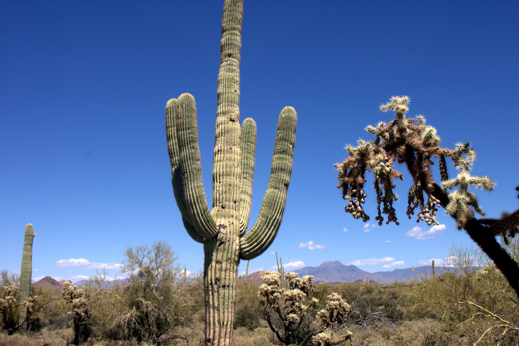 saguaro-cholla