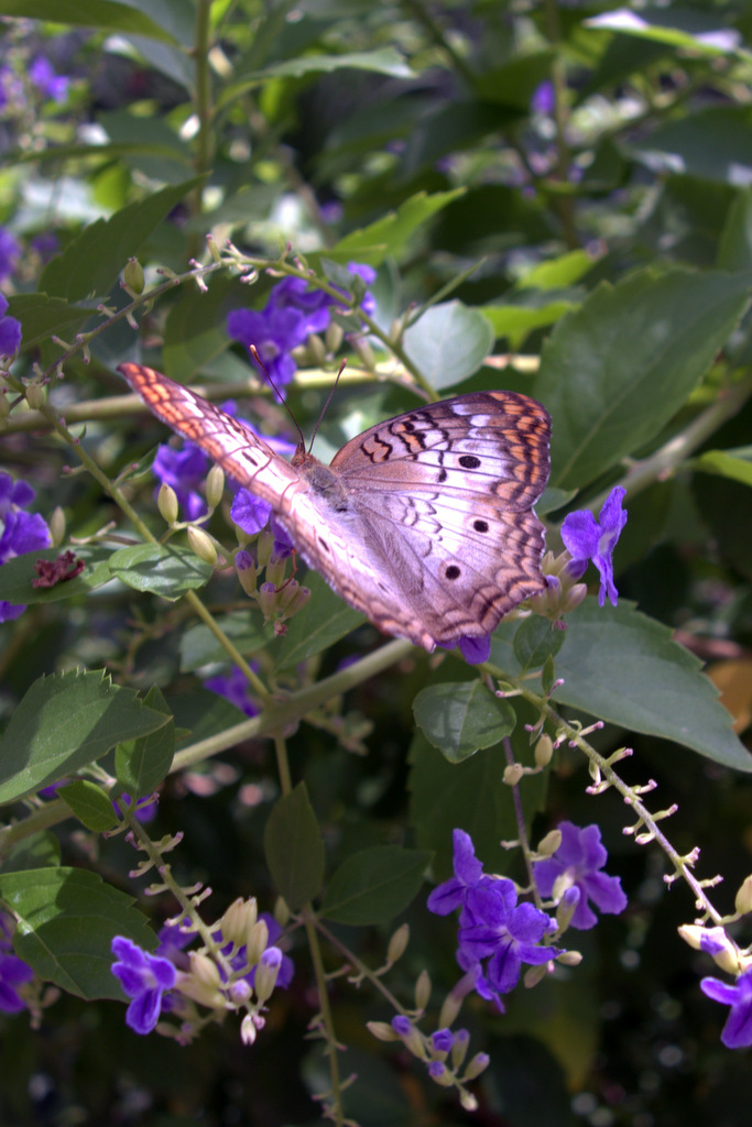 butterfly-wonderland-butterfly-wonderland