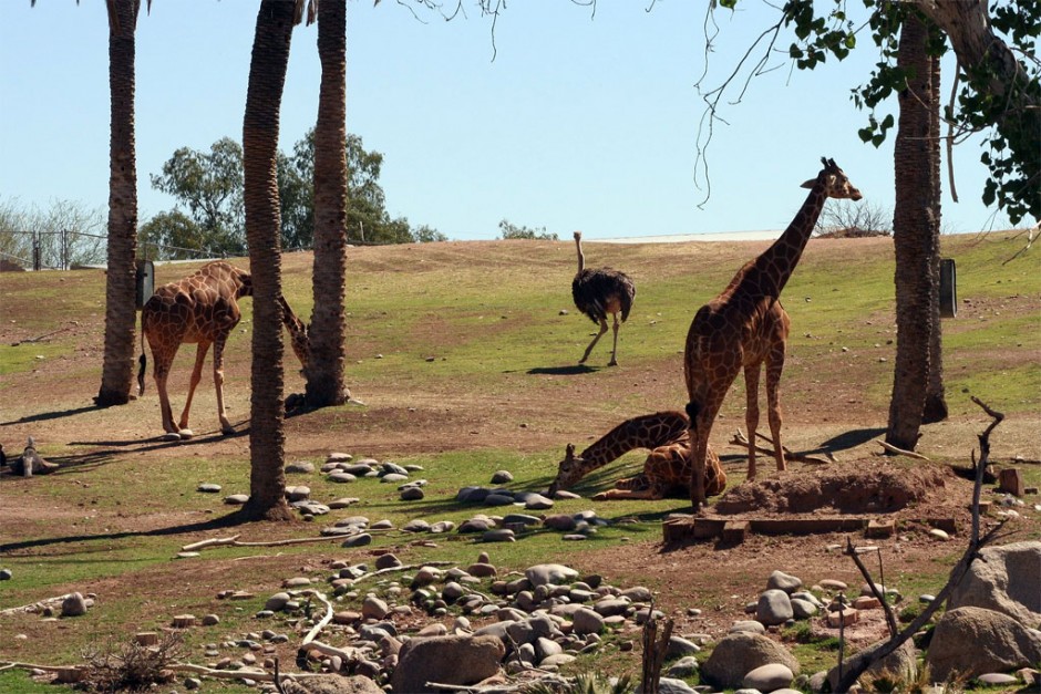 All the fun you can have at Phoenix Zoo Top Places to See in Arizona