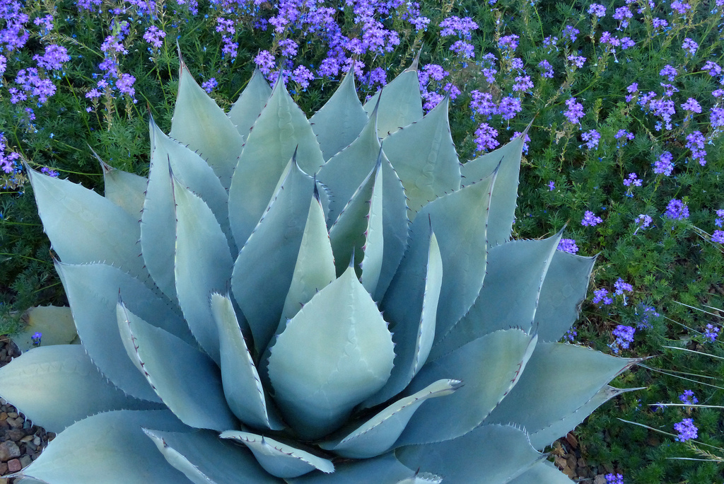 Visit The Desert Botanical Garden Top Places To See In Arizona