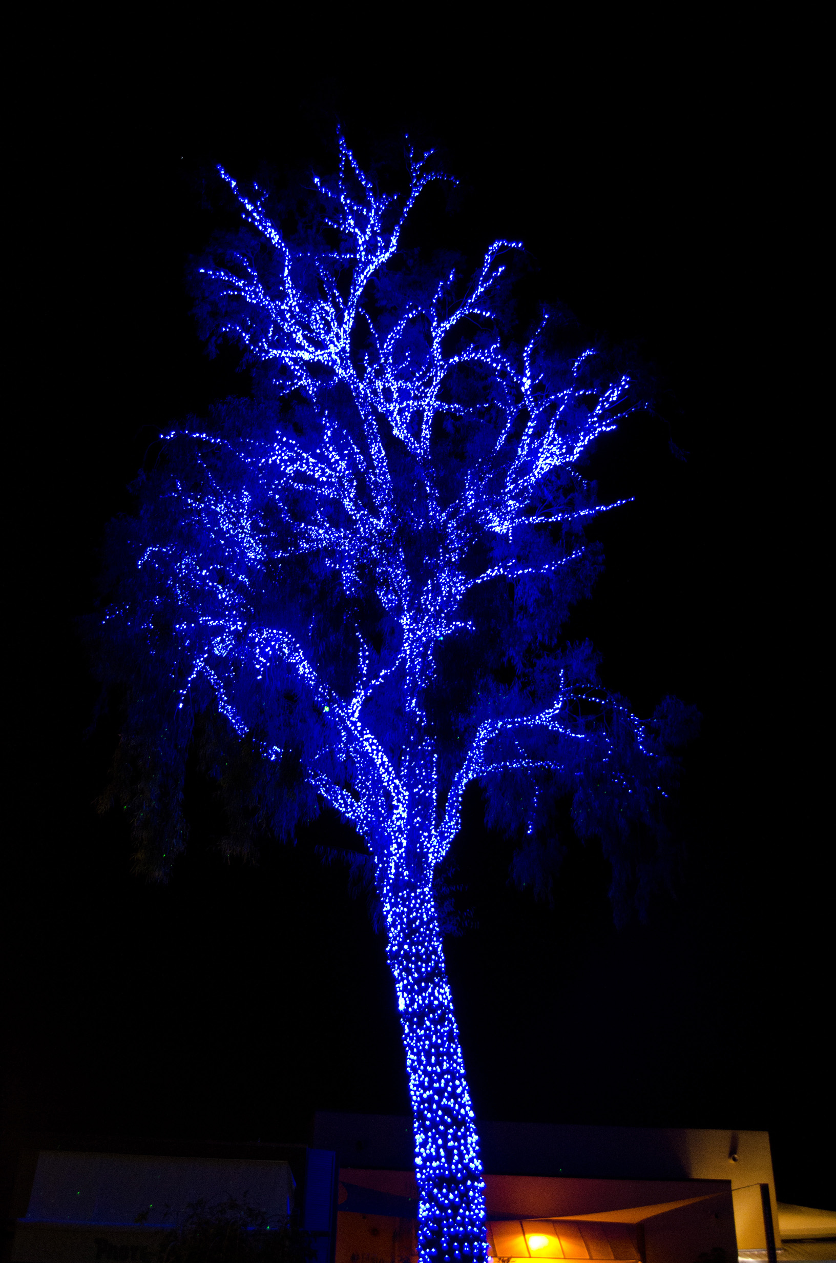 Phoenix Zoo - ZooLights 2013 - 110