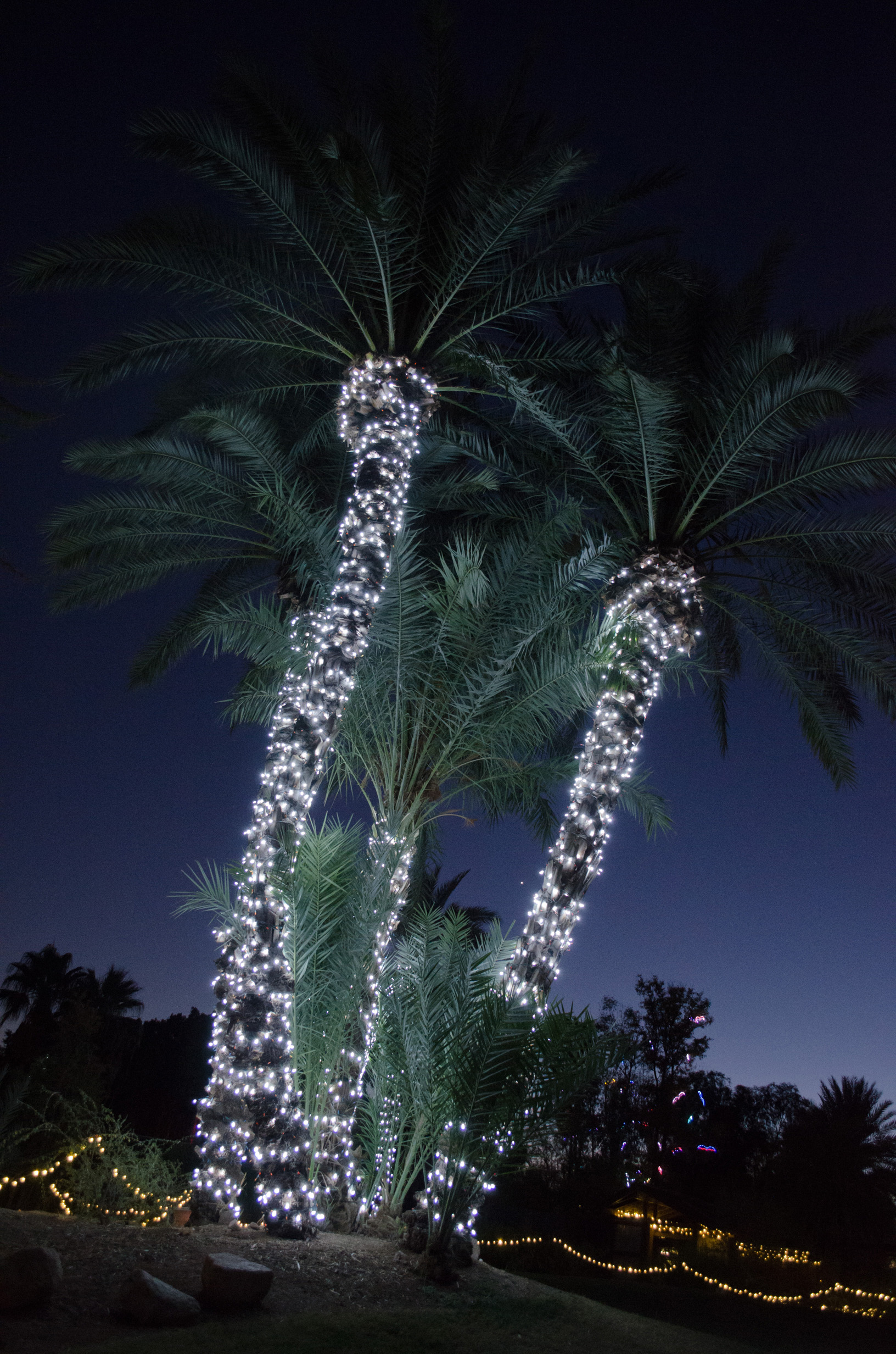 Phoenix Zoo - ZooLights 2013 - 54