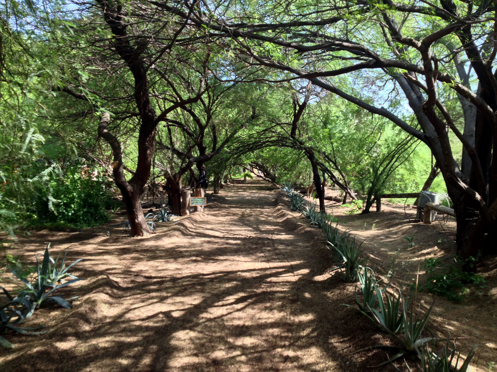 singh-farms-scottsdale-az