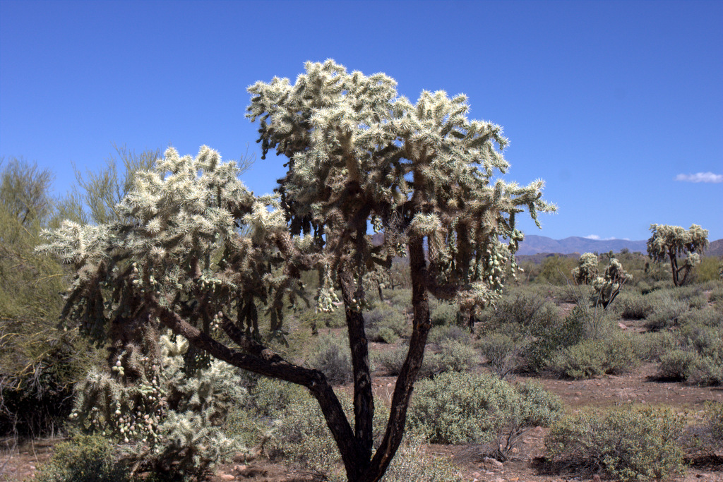 cholla-cactus