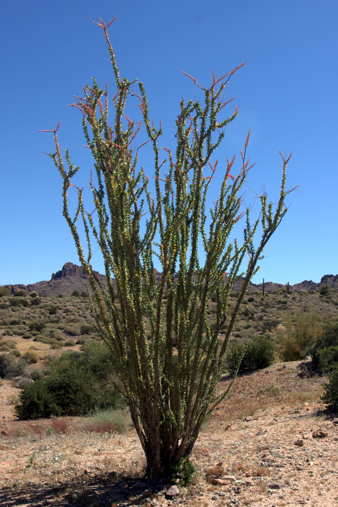 ocotillo