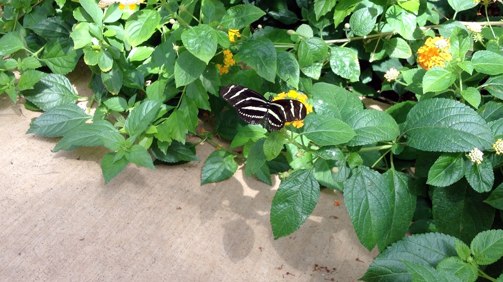 black-white-stripe-butterfly