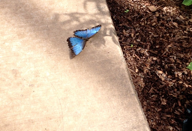 blue-butterfly-butterfly-wonderland-scottsdale-az