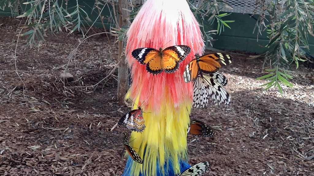 butterfly-wonderland-arizona-photo
