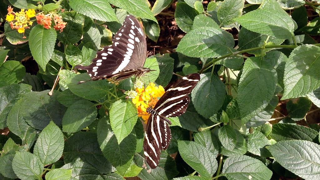 butterfly-wonderland-photo