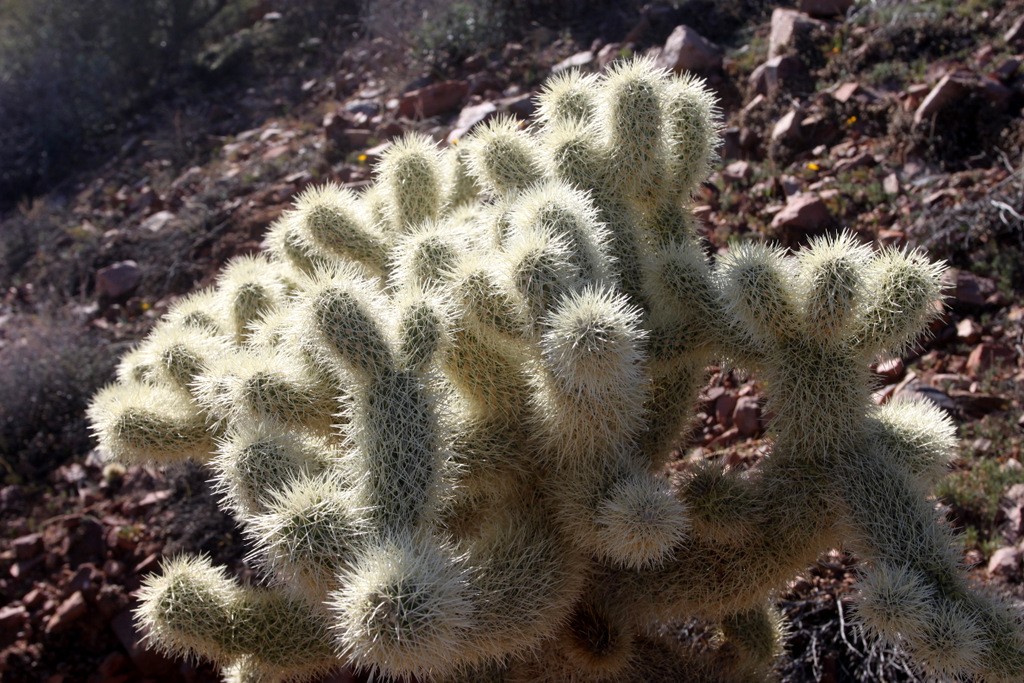 cholla