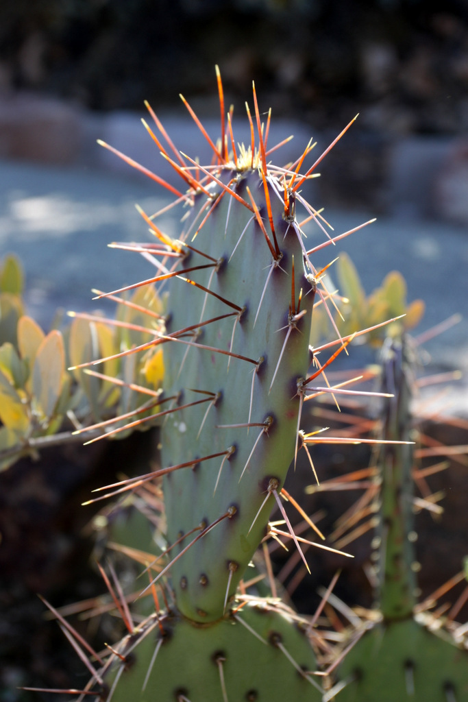 prickly-pear