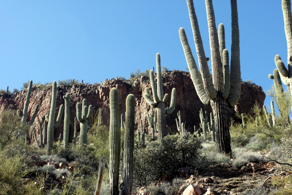 saguaro-cactus-tonto-national-monument