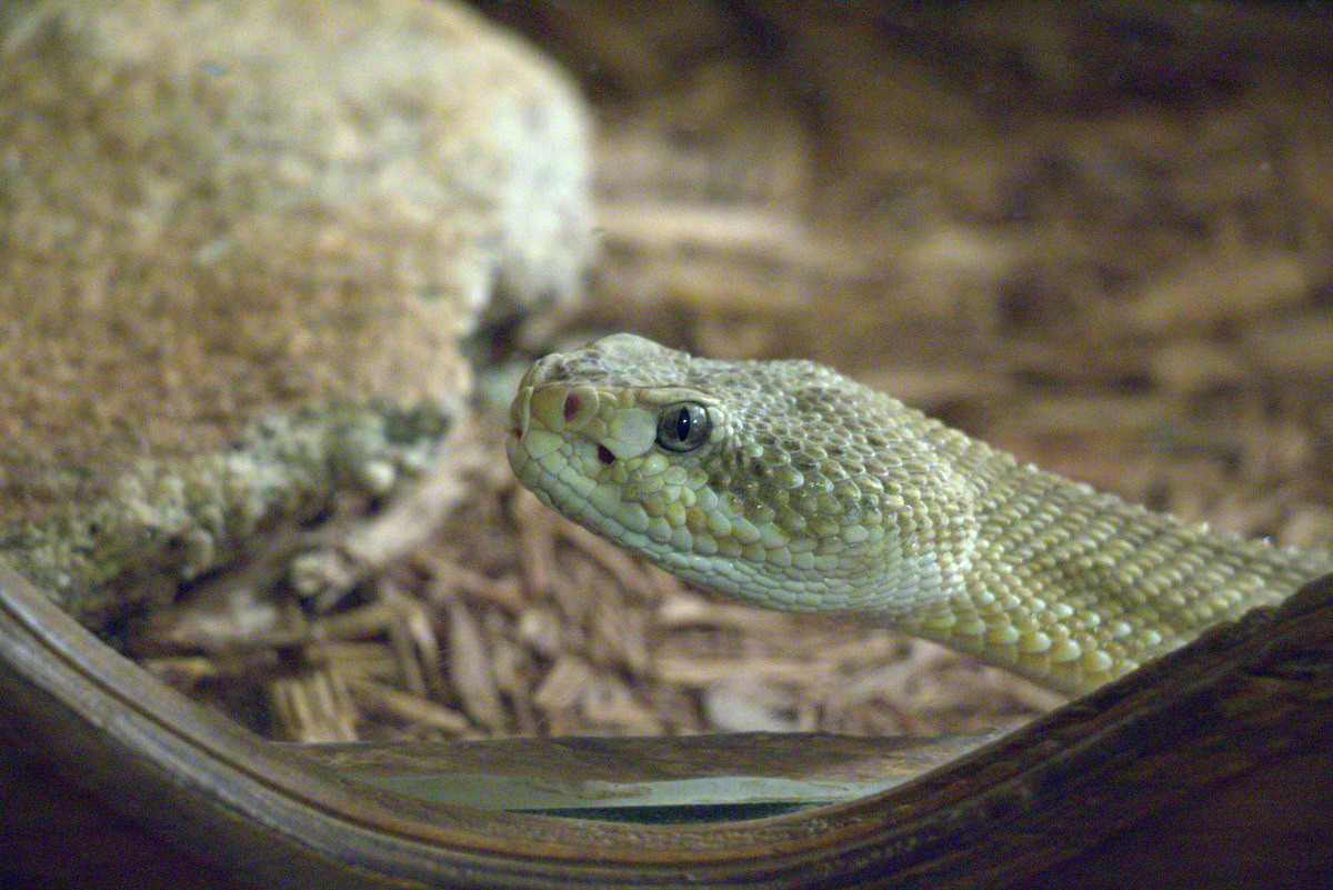 reptile exhibit at goldfield ghost town